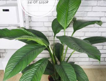 Крупномерные растения в нашем ассортименте! 